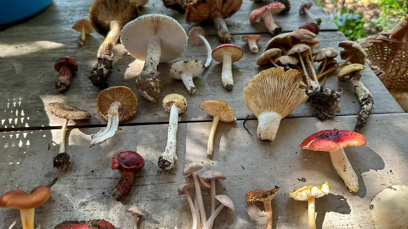 Recolección hongos Amealco